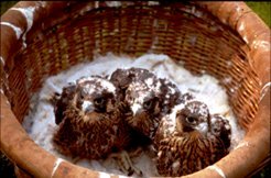 Cuccioli di uccellini