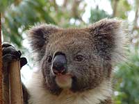 Yanchep N.P. Koala