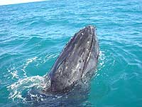 Humpjack Whales in-Exmout