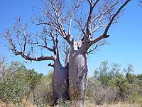 Victoria Highway Boab tree