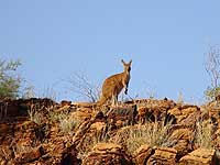 Kangaroo