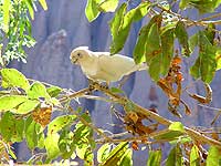 Windjana Gorge N.P