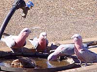 Parrots