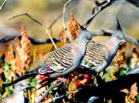 Uluru-Punk-Pigeons