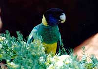 Kings-Canyon-Parrot