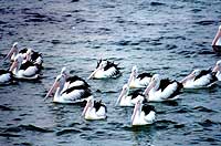 Kangaroo-Island-Kingscote