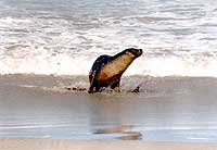 Kangaroo-Island-Leone-Marino