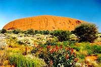 Uluru-wil-flowers