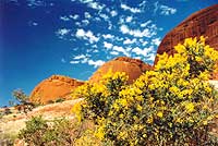 Kata-tjuta2