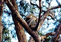 Kangaroo-Island-Flinder-Chase-N.P.
