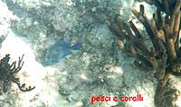 Pesci e coralli