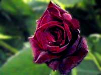 rosa nera