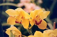 orchidee gialle