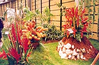 piante sudamericane
