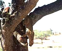 Giaguaro