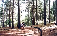 bosco sull'etna