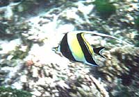 Pesce farfalla