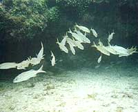 Fernando de Noronha, sotto il mare