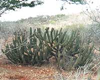 La kaatinga