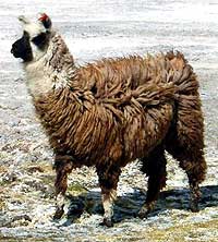 lama