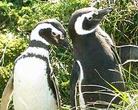 Pinguini