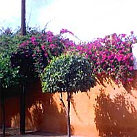 BOUGANVILLE HOTEL