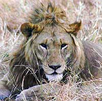 Leone al Serengeti