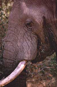 manyara