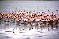 ngorongoro