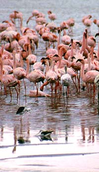 ngorongoro