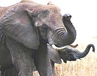 tarangire