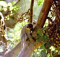 manyara