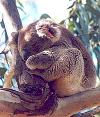 koala promenade
