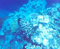 hedley reef