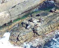 fur sea lions