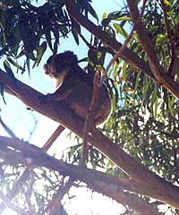 free KOALA!