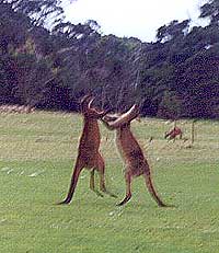 fighting kangaroos