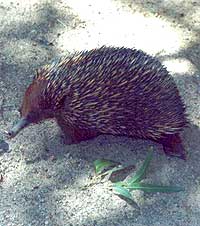 echidna