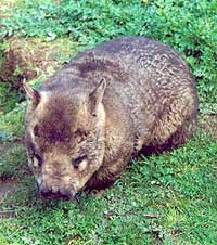 wombat !