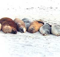 sleeping seals!