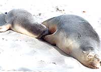 puppy seal