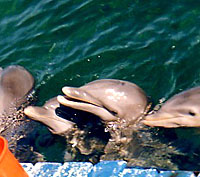 delfini