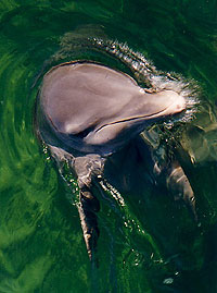 delfini