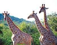 Ongava Giraffe