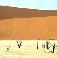 Dead vlei