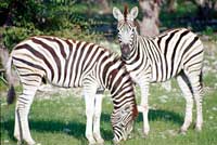 Zebre di Etosha