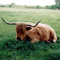 bue delle highlands