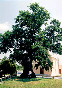 La grande Farnia di Villanova