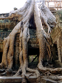 Ta Phrom - Angkor