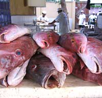 Pescado